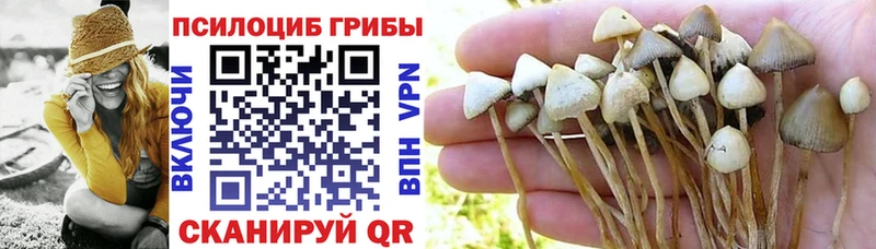 darknet состав  Новая Ладога  Галлюциногенные грибы Cubensis 